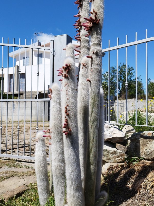 Cleistocactus strausii 