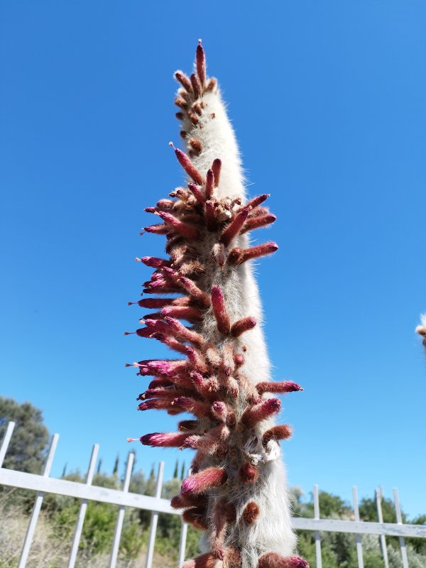 Cleistocactus strausii 