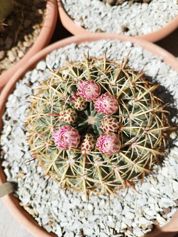 Ferocactus macrodiscus 