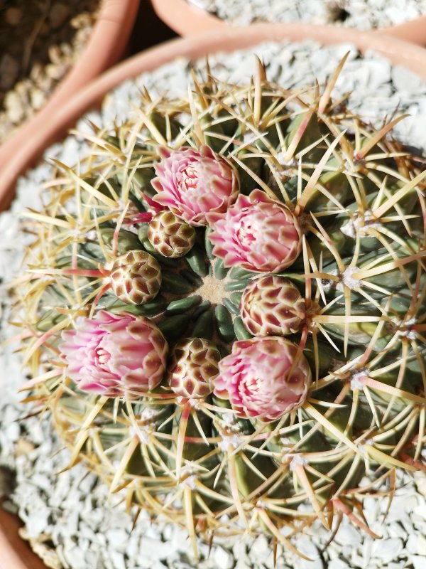 Ferocactus macrodiscus 