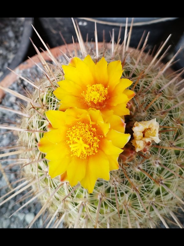 Thelocactus conothelos ssp. aurantiacus 