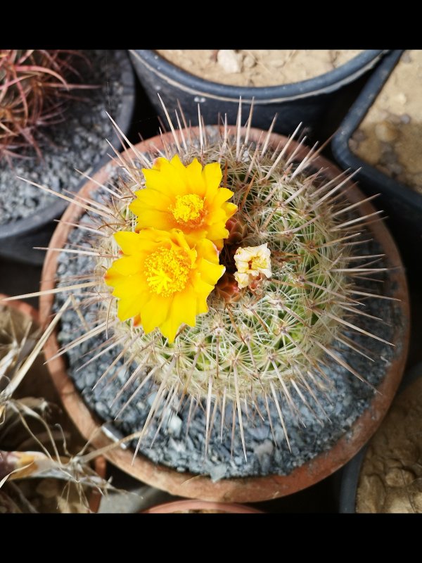 thelocactus conothelos ssp. aurantiacus