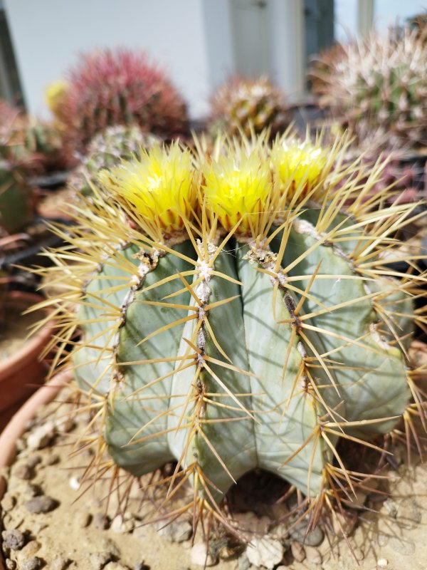 Ferocactus glaucescens 