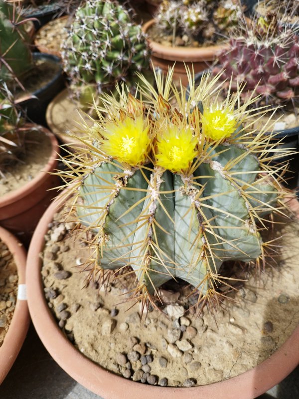 Ferocactus glaucescens 