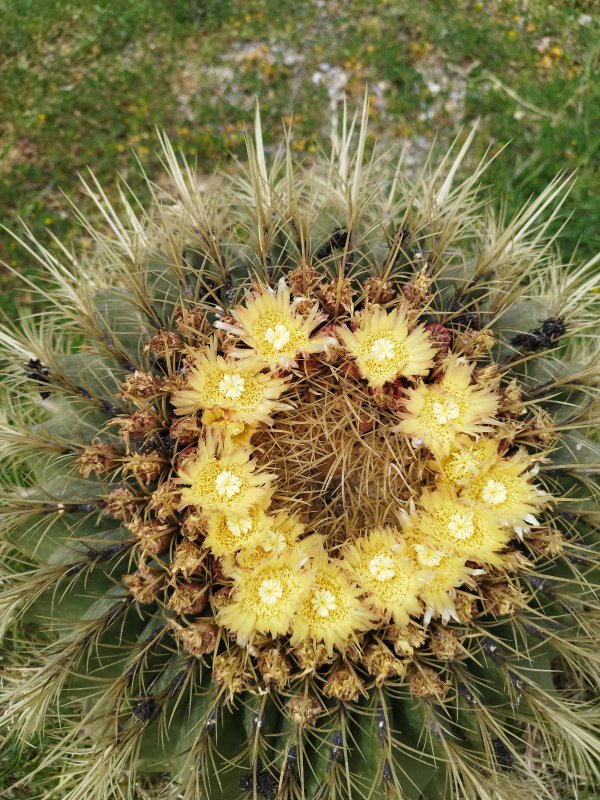 Ferocactus histrix 