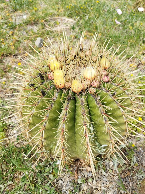 ferocactus histrix