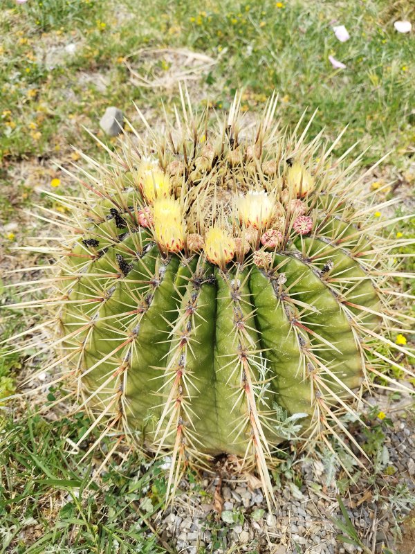 Ferocactus histrix 