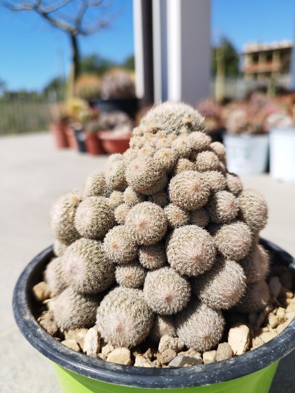 Epithelantha micromeris v. rufispina 