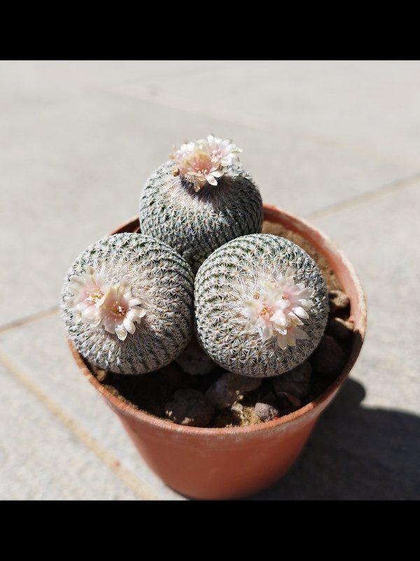 Epithelantha micromeris ssp. greggii 