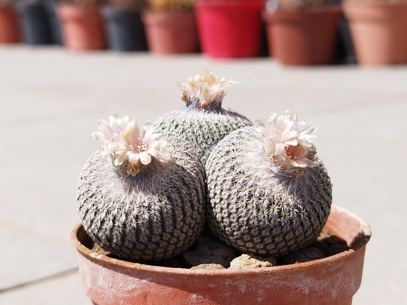 Epithelantha micromeris ssp. greggii 