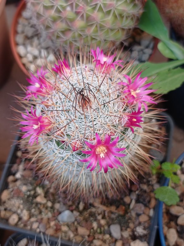 Mammillaria elegans HO296