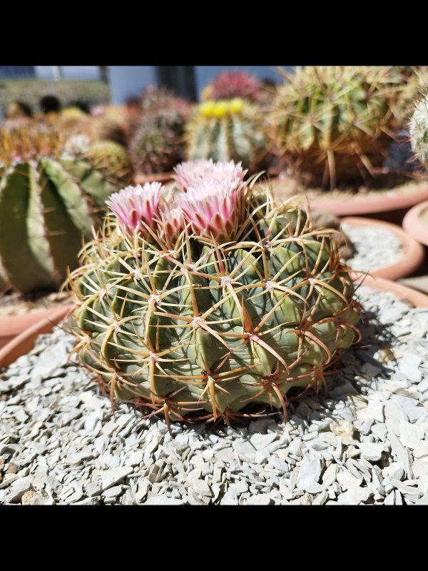 Ferocactus macrodiscus 