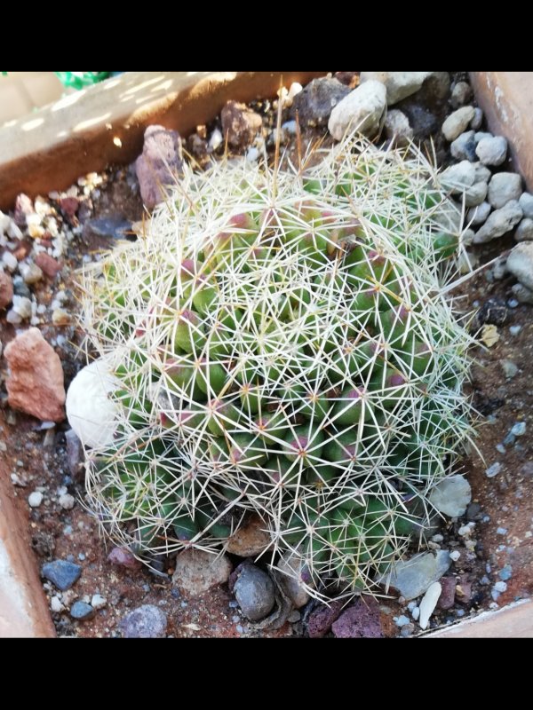 Mammillaria decipiens 