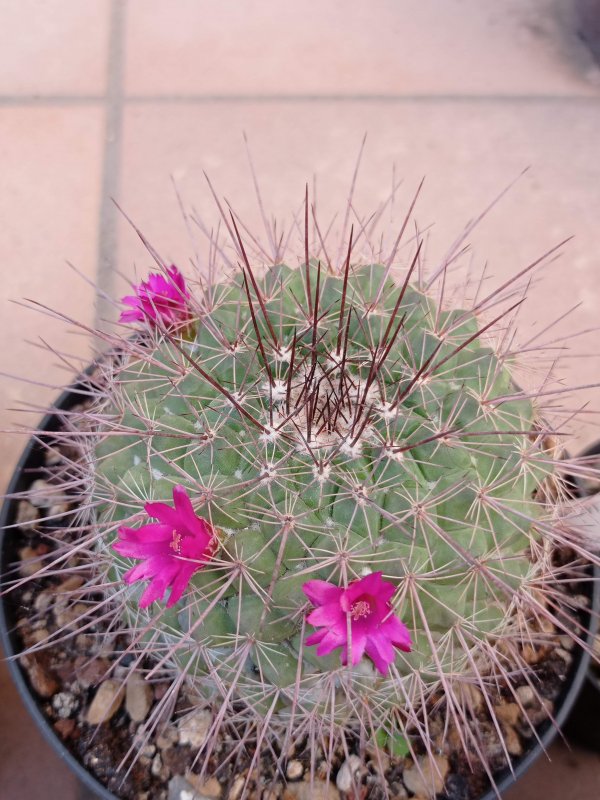 Mammillaria sonorensis REP563