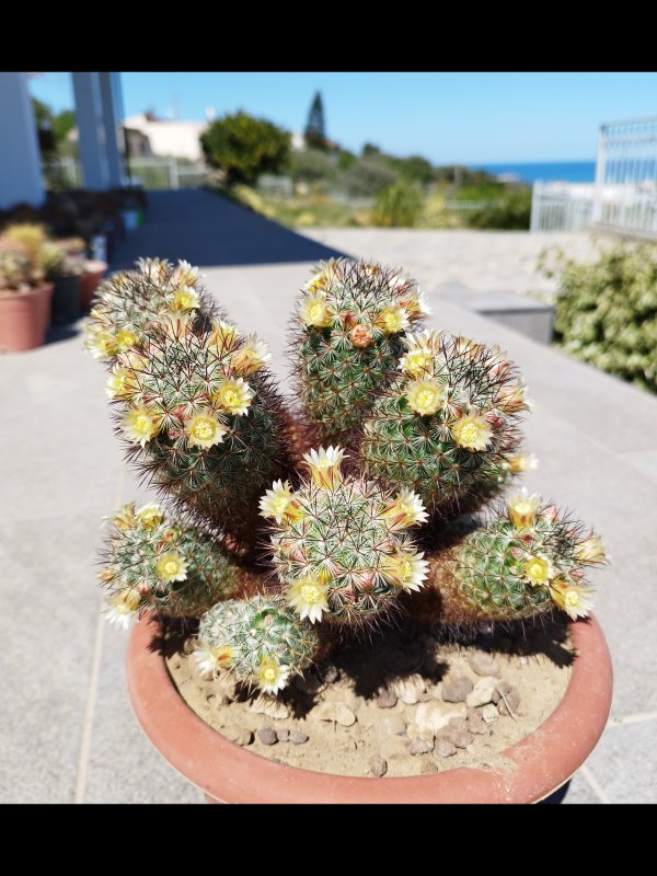 Mammillaria microhelia 