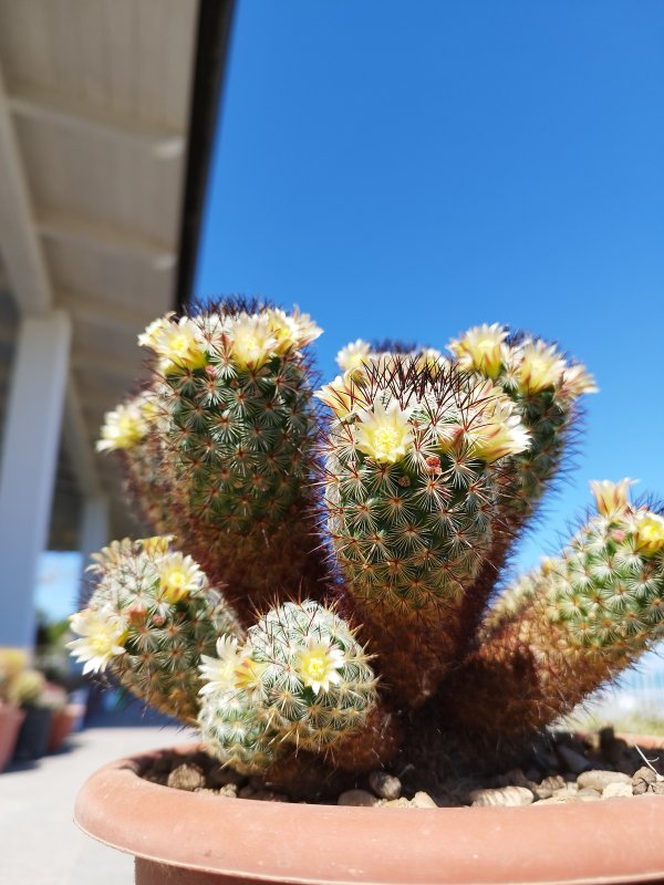 Mammillaria microhelia 