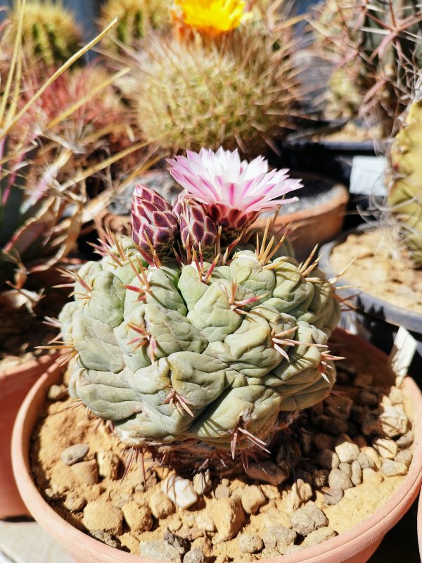 Thelocactus hexaedrophorus 