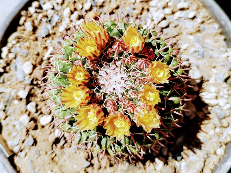 Mammillaria uncinata 