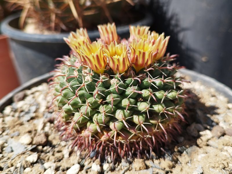 Mammillaria uncinata 