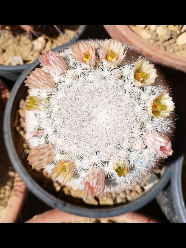 Mammillaria candida 