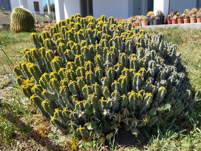 Euphorbia polyacantha 