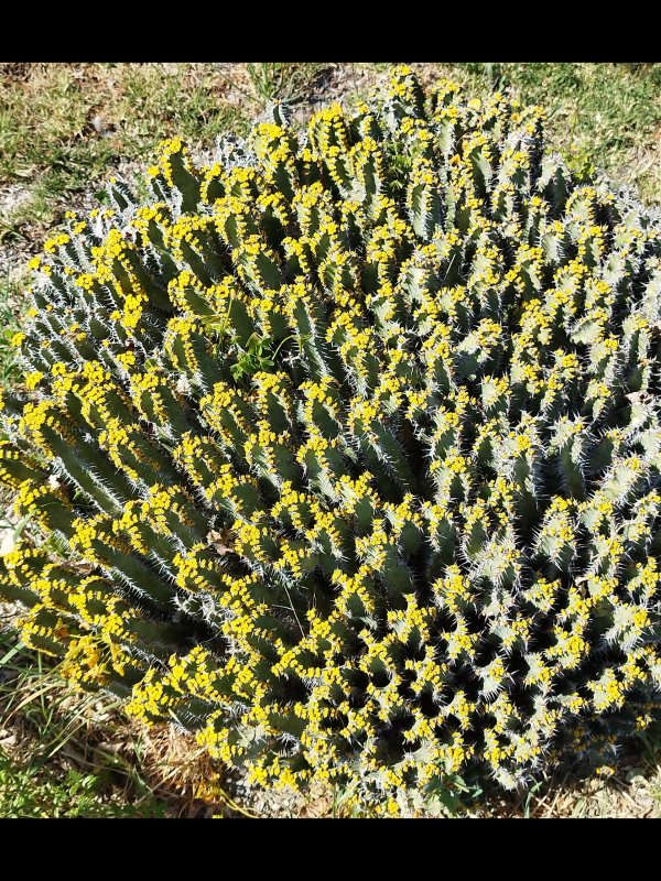 Euphorbia polyacantha 