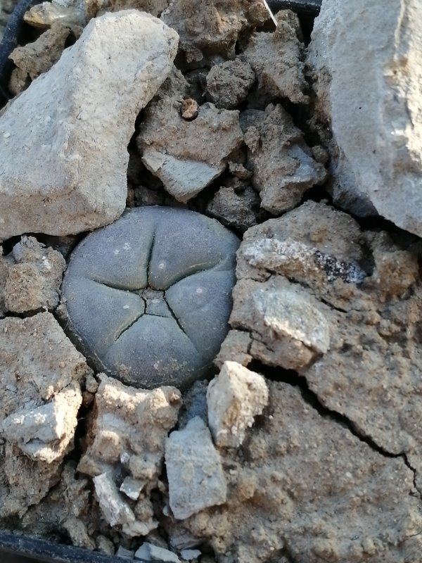 Lophophora fricii 