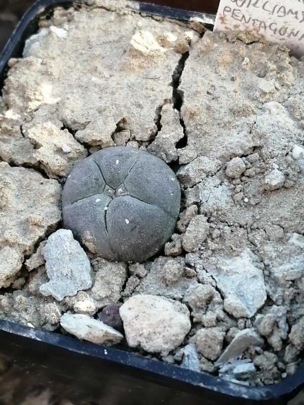 Lophophora williamsii 