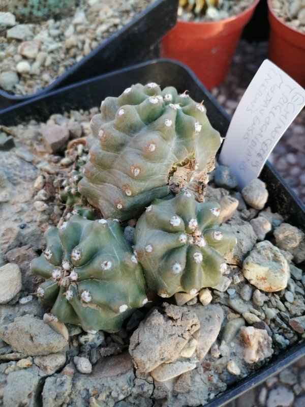 Echinocereus triglochidiatus ssp. mojavensis 