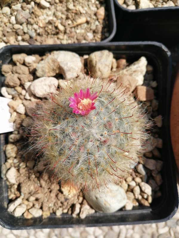 Mammillaria bocasana 