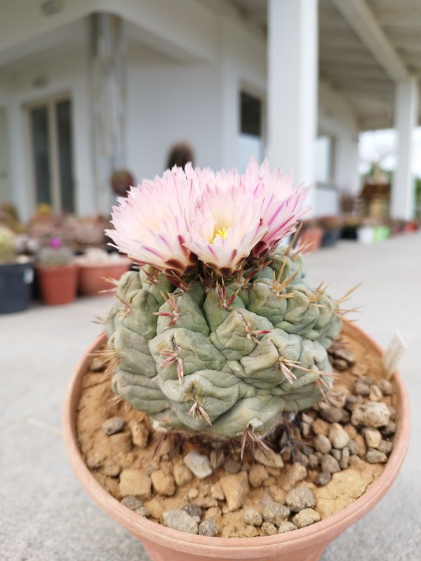 Thelocactus hexaedrophorus 