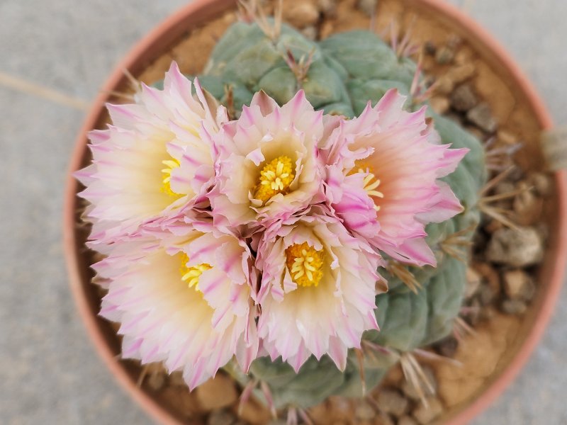 Thelocactus hexaedrophorus 