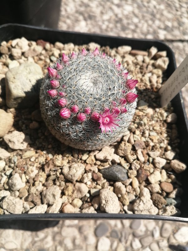 Mammillaria pseudoperbella 