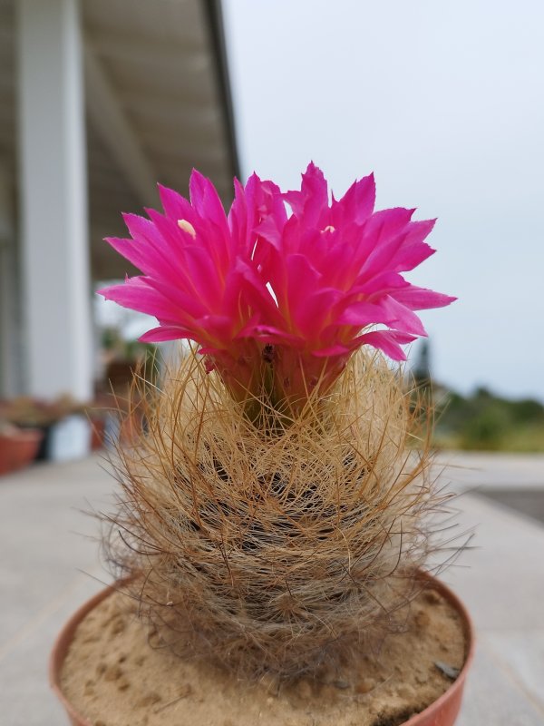 Neoporteria gerocephala 