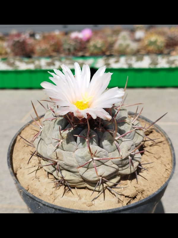 Thelocactus hexaedrophorus v. fossulatus 