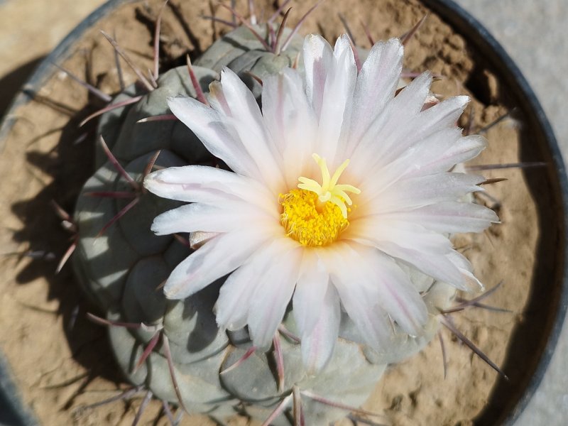 Thelocactus hexaedrophorus v. fossulatus 