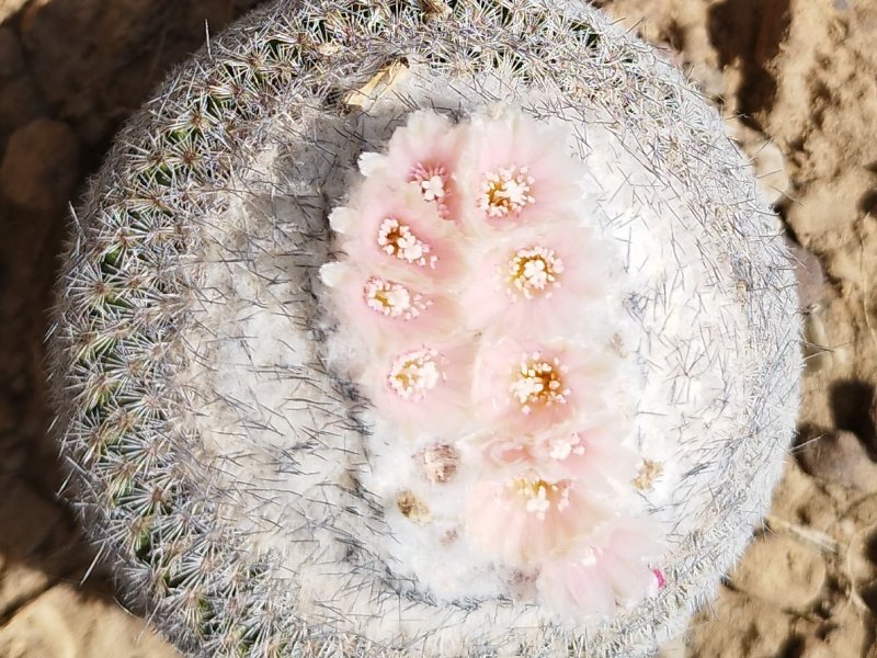 Epithelantha micromeris ssp. greggii 