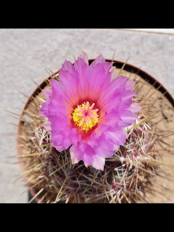 Thelocactus bicolor 