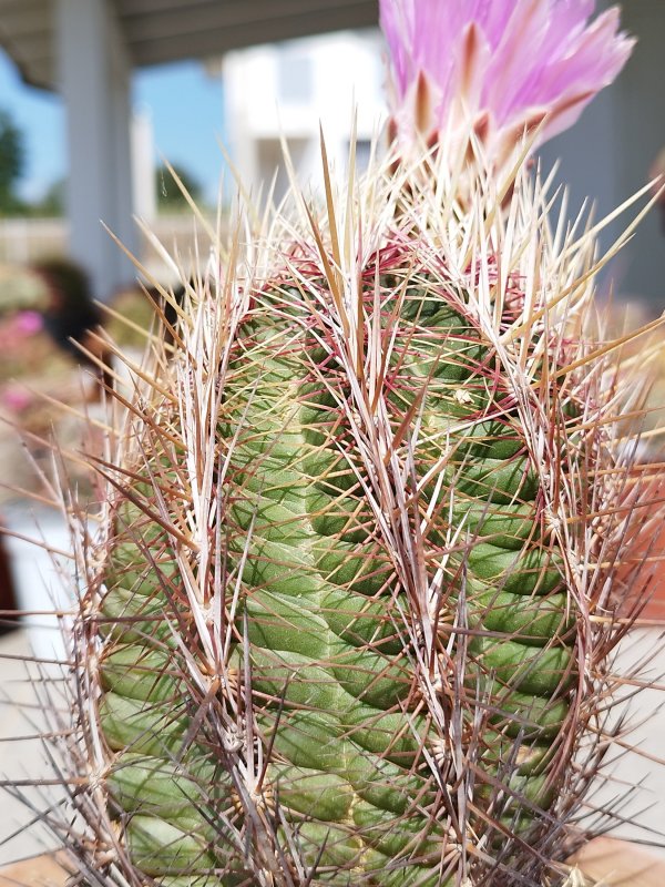 Thelocactus bicolor 