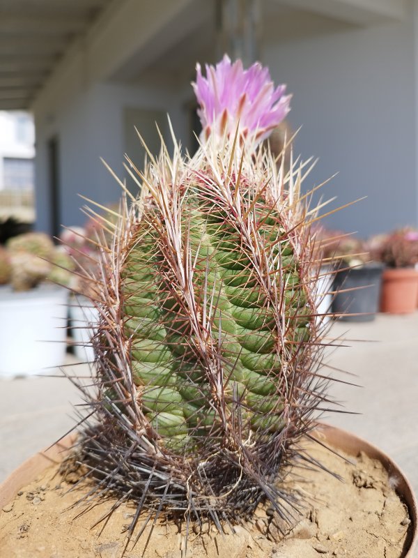 Thelocactus bicolor 