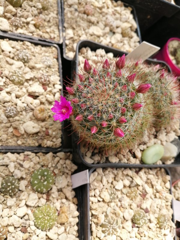 Mammillaria zeilmanniana 