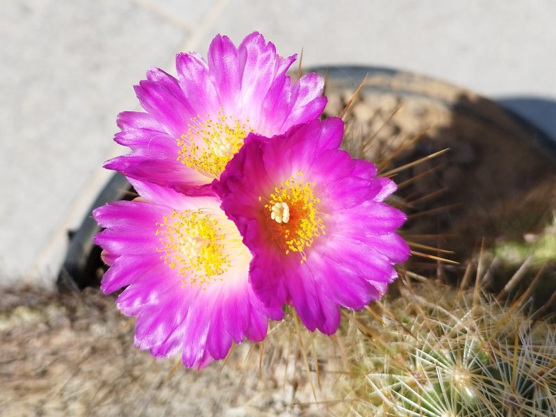 Thelocactus hastifer 