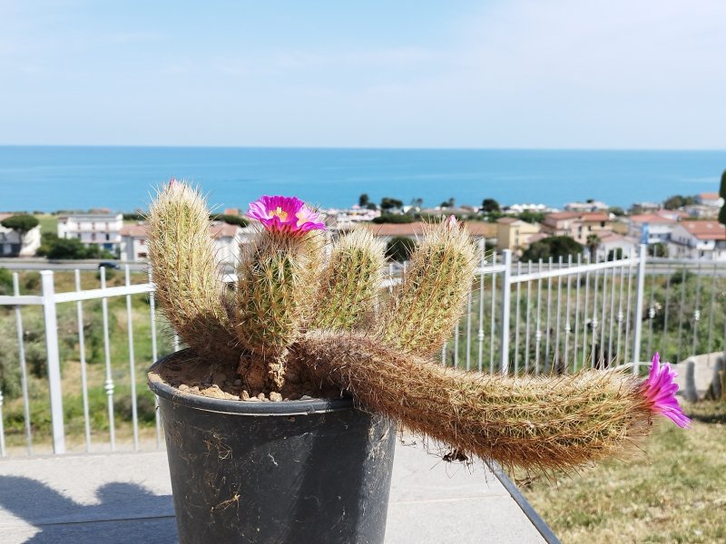 Thelocactus hastifer 