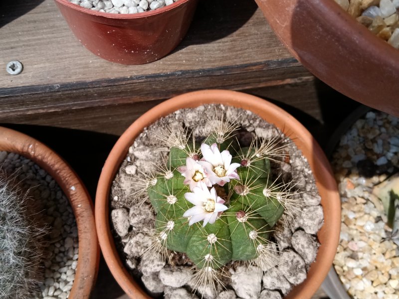 Gymnocalycium chacoense 