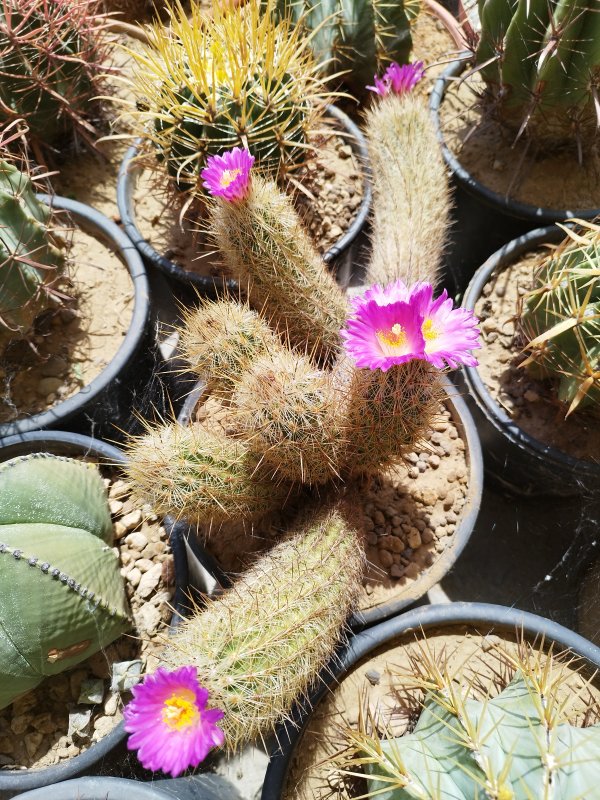 Thelocactus hastifer 