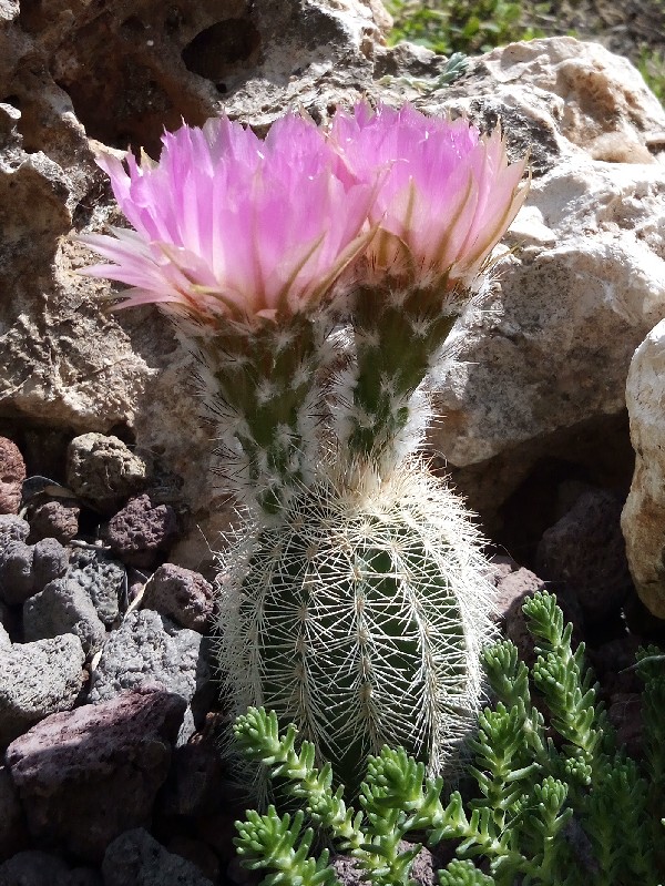 Echinocereus reichenbachii v. albispinus 