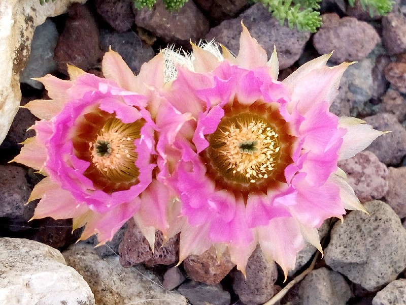 Echinocereus reichenbachii v. albispinus 