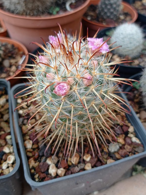 Mammillaria bombycina 