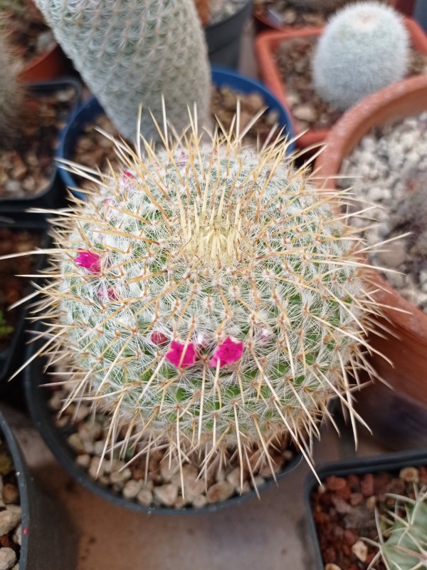 Mammillaria muehlenpfordtii 