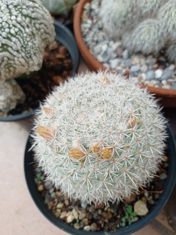 Mammillaria morganiana aff. parkinsonii WHT826